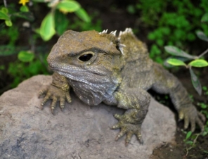 Tuatara